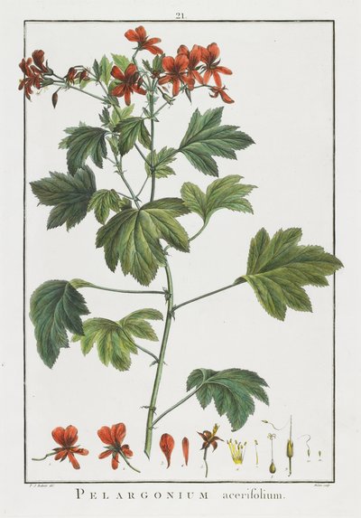 Pelargonium acerifolium、Geraniologiaまたは時間、PELARGONII、Monsoniae Grielumの歴史的アイコンの例、1787-1788 作： Pierre Joseph Redouté